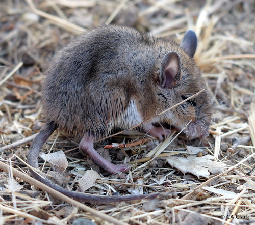 iNaturalist observation photo of North American Deer Mice