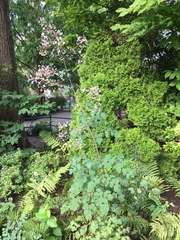 Thalictrum rochebruneanum