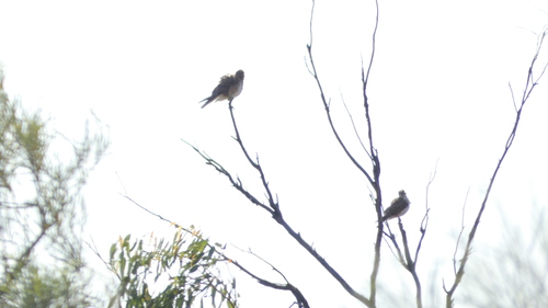 Brown Falcon