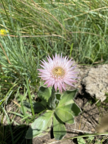 Helichrysum ecklonis, photograph 4