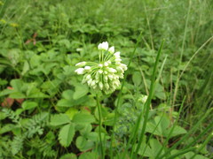 Allium stellerianum