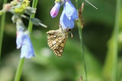 Carterocephalus skada