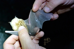 Blasius's Horseshoe Bat photo 4