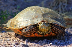 Trachemys gaigeae