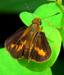 Oriens goloides