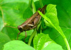 Acrididae