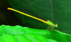 Ceriagrion coromandelianum