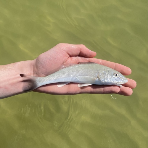 Gulf Kingcroaker
