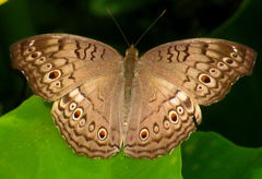 Junonia atlites