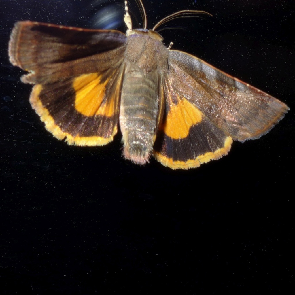 Noctua janthina