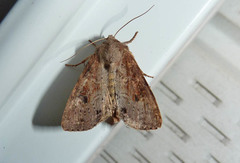Apamea alia