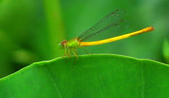 Ceriagrion coromandelianum