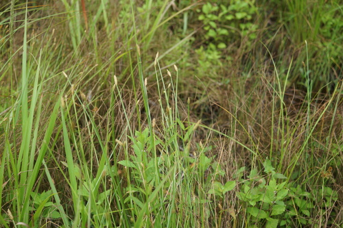 Eleocharis wichurae iNat (3)