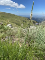 Hebenstretia dura, photograph (c) Sunčana Bradley, some rights reserved (CC BY)