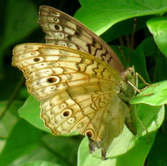 Junonia atlites