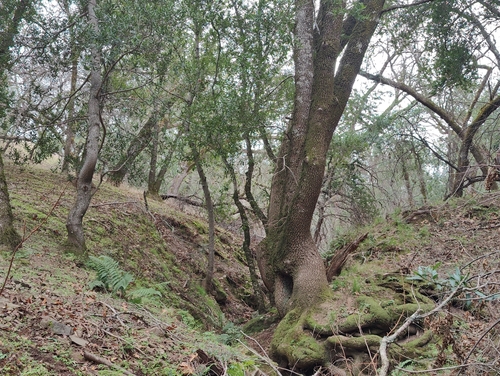 iNaturalist observation photo of California bay