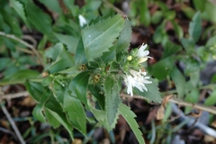 © Nick Moore, some rights reserved (CC-BY-NC)