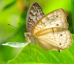 Junonia atlites