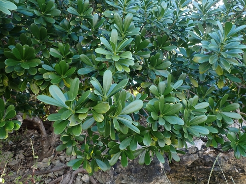 Foto de Canela-branca