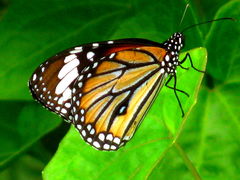 Danaus genutia