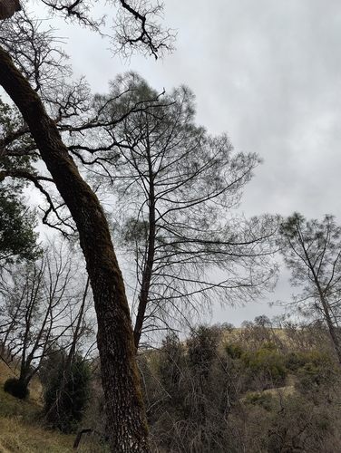 iNaturalist observation photo of gray pine