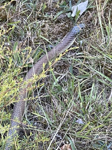 Tiger Snake sighting