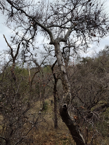 iNaturalist observation photo of western sycamore