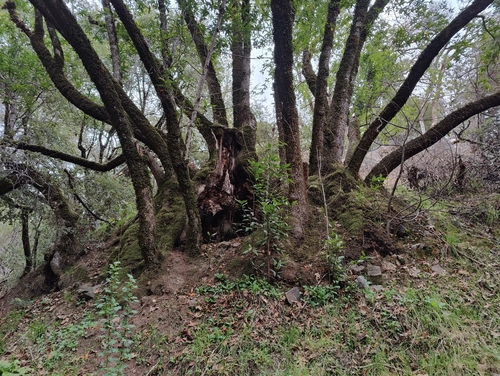 iNaturalist observation photo of California bay