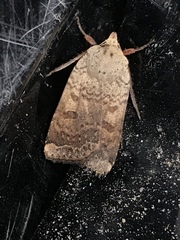 Abagrotis