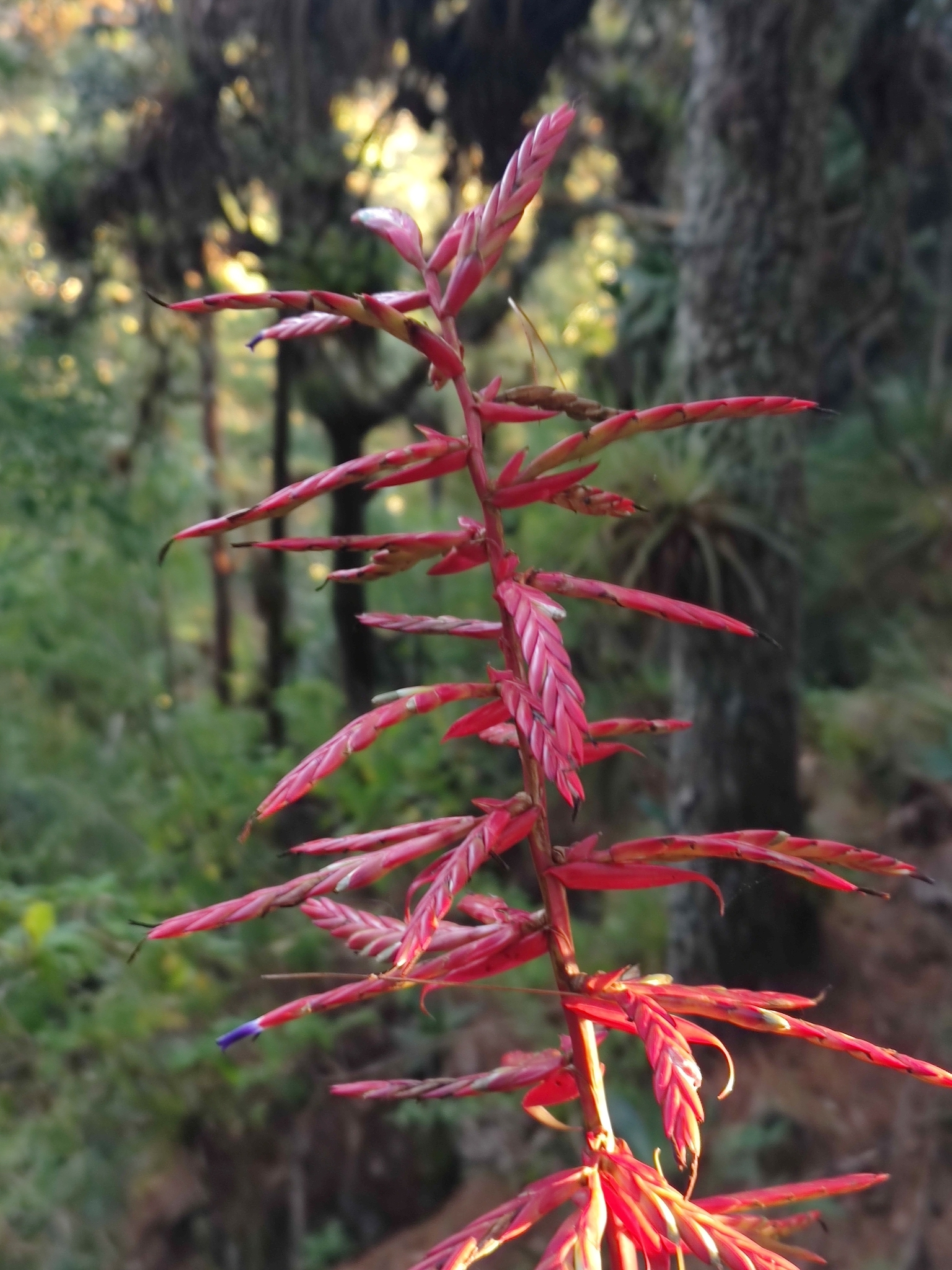 Imagem de Tillandsia