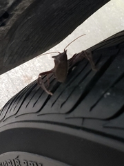 Acanthocephala declivis