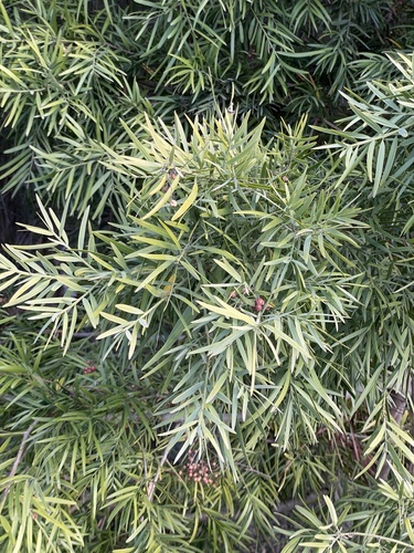 Afrocarpus falcatus