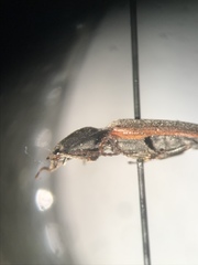 Acteniceromorphus spinosus