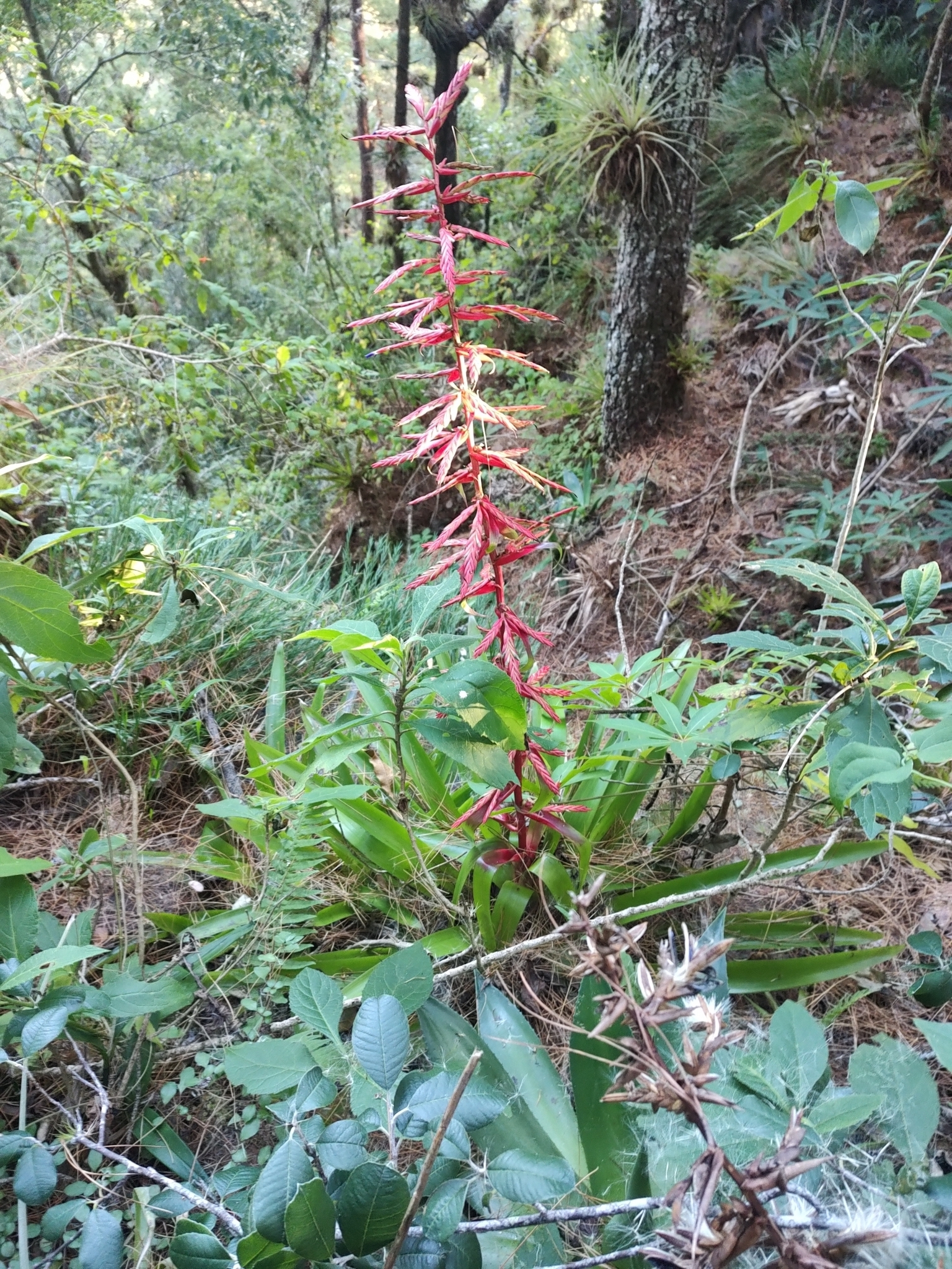 Imagem de Tillandsia
