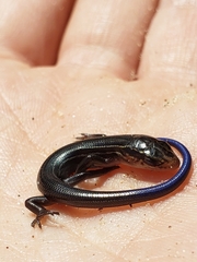 Plestiodon septentrionalis