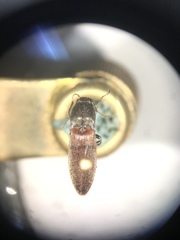 Acteniceromorphus spinosus