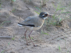 Rhinoptilus chalcopterus