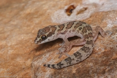 Pachydactylus formosus