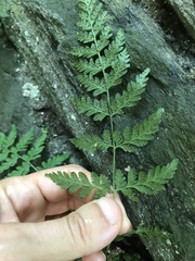 Cystopteris tennesseensis