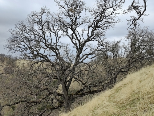 iNaturalist observation photo of white oaks