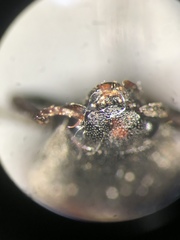 Acteniceromorphus spinosus