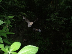 Natalus tumidirostris