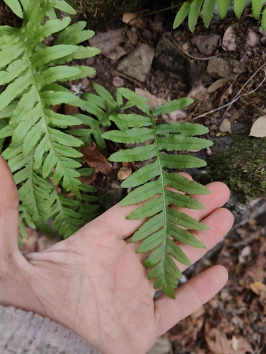 iNaturalist observation photo of California Polypody