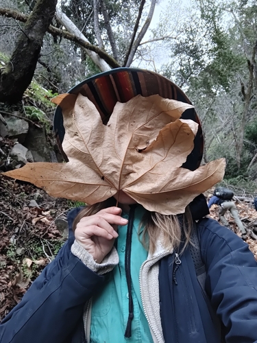 iNaturalist observation photo of western sycamore