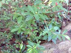 Eumachia