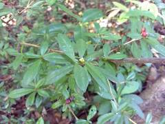 Eumachia