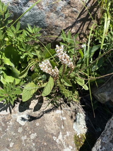 Hebenstretia dura, photograph 4