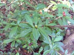 Eumachia
