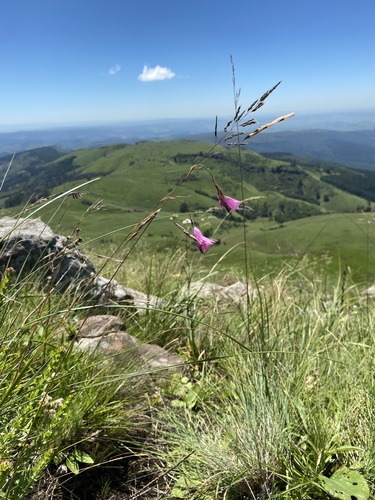 Dierama igneum, photograph 6