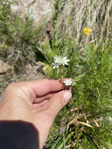 Ornithogalum juncifolium, photograph 5
